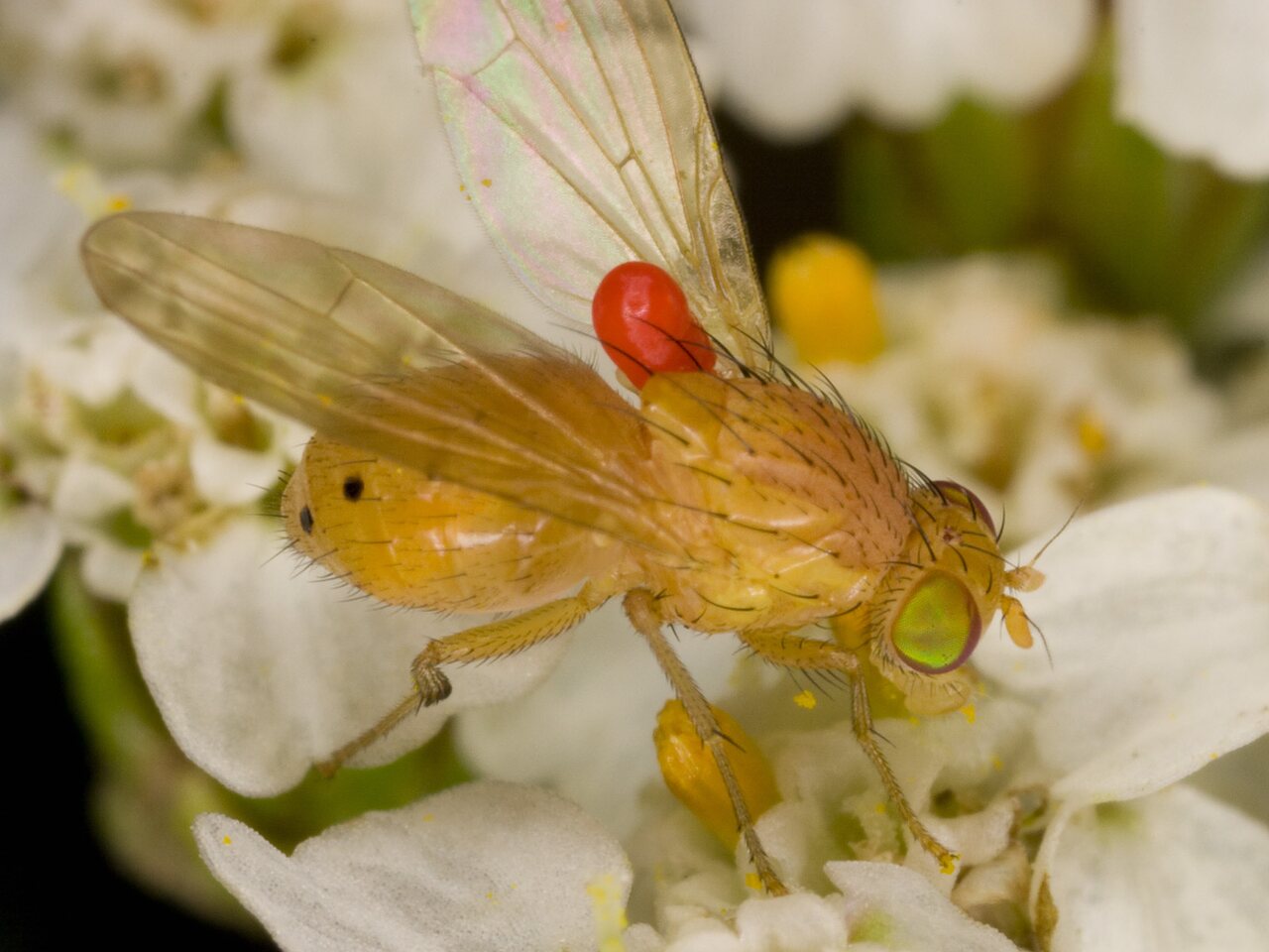 Diptera-3716.jpg