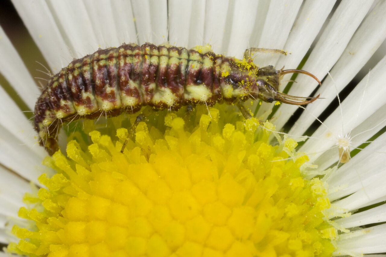 Chrysopidae-larva-3765.jpg