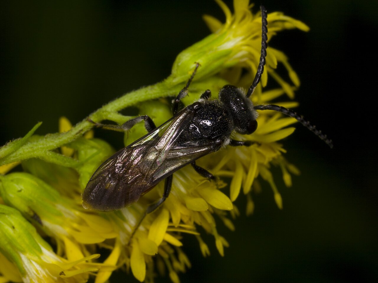 Hymenoptera-3810.jpg