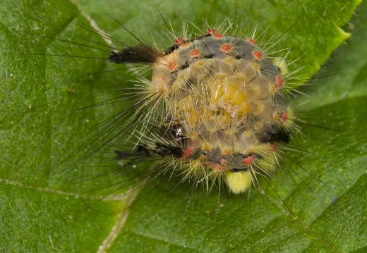 Orgyia antiqua caterpillar · sodinis šepetinukas, vikšras