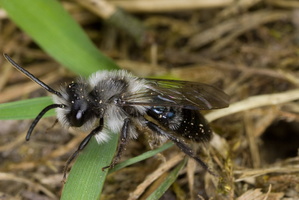 Andrena cineraria male · smėliabitė ♂