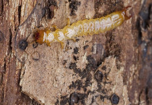 Schizotus pectinicornis larva · šukaūsis raudonvabalis, lerva