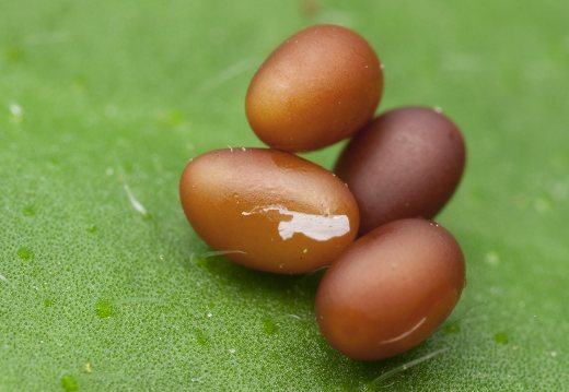 Aglia tau eggs · rudoji saturnija, kiaušinėliai