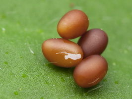 Aglia tau eggs · rudoji saturnija, kiaušinėliai