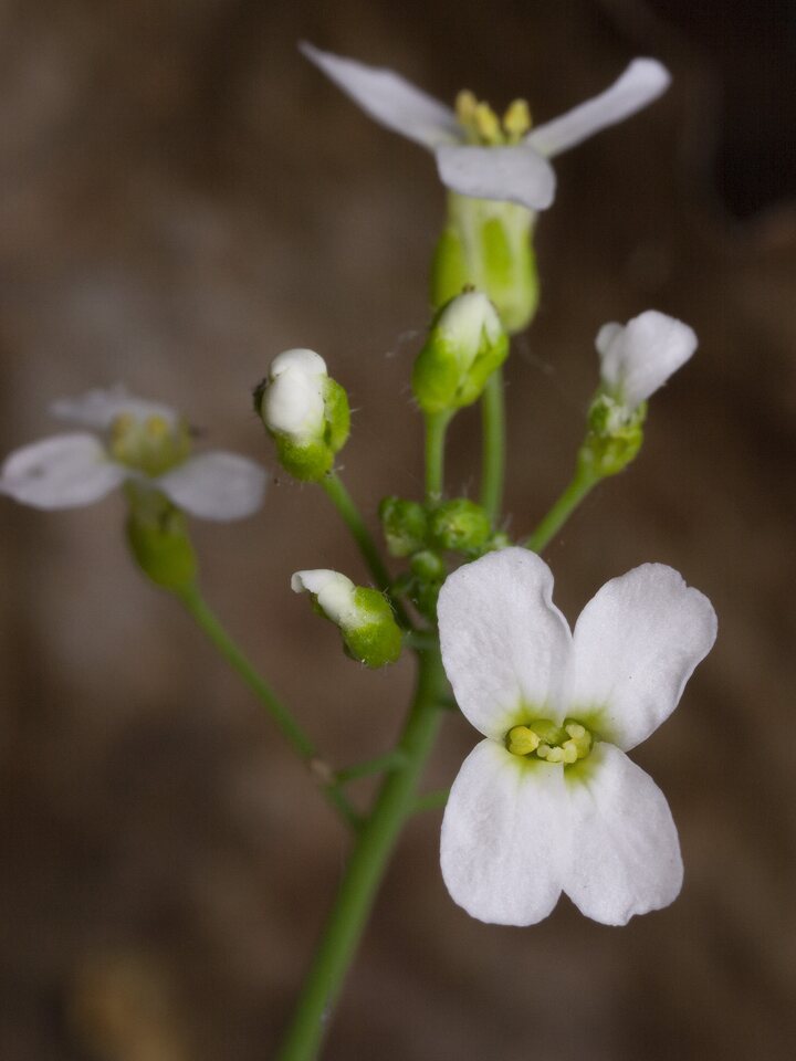 Brassicaceae-4472.jpg