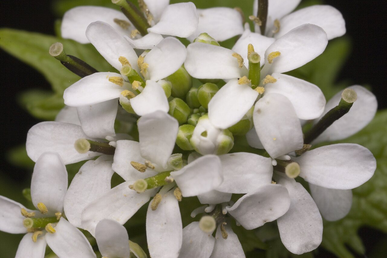 Alliaria-petiolata-9765.jpg