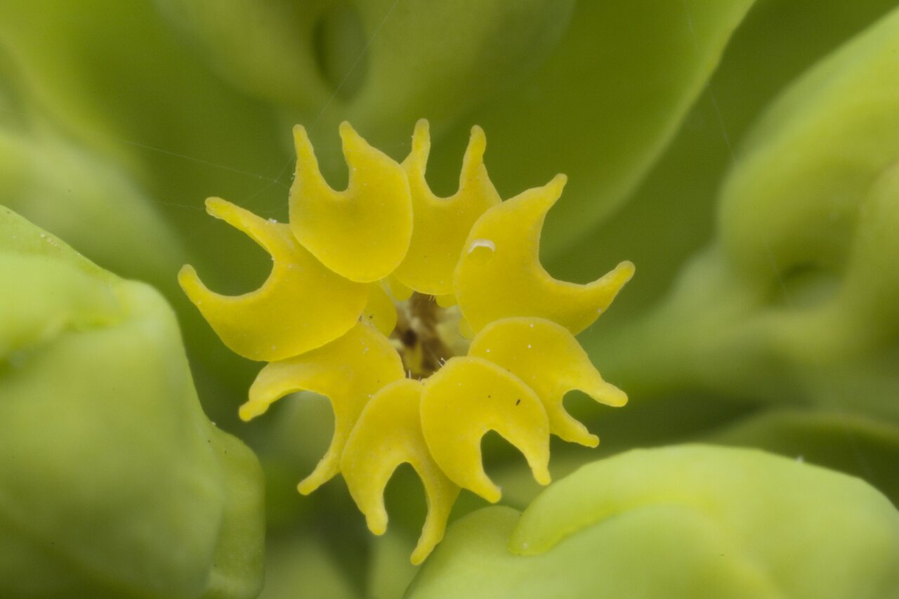 Euphorbia-cyparissias-0116.jpg