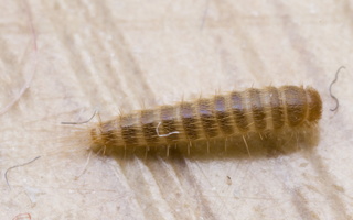 Attagenus smirnovi larva · Smirnovo kailiagraužis, lerva