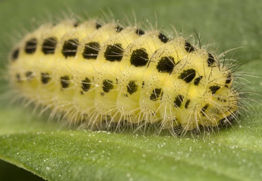Zygaena filipendulae caterpillar · vingiorykštinis marguolis, vikšras