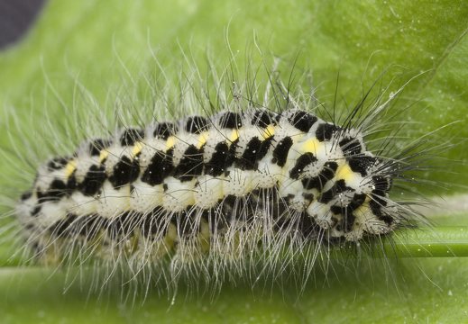 Zygaena lonicerae caterpillar · paprastasis marguolis, vikšras