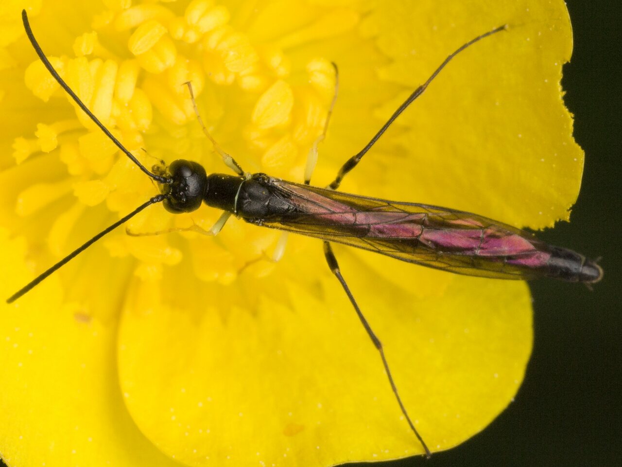 Hymenoptera-0104.jpg