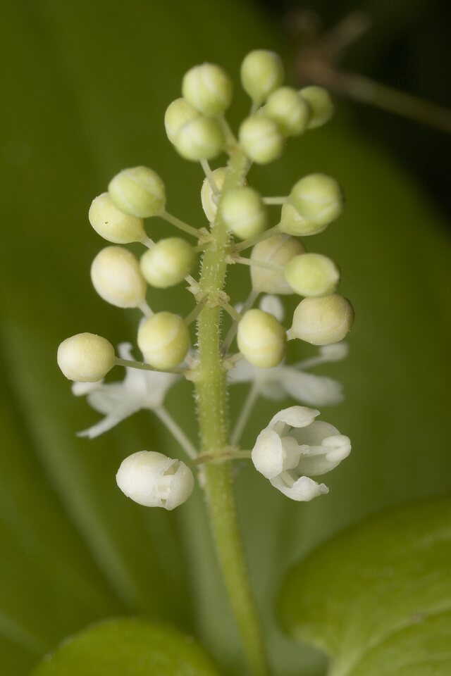 Maianthemum-bifolium-0170.jpg