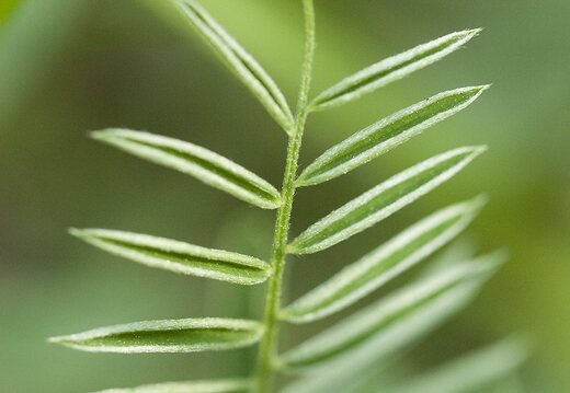 Vicia tenuifolia · smulkialapis vikis