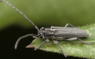 Phytoecia nigricornis · juodaūsis stiebalindis