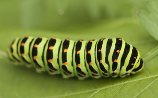 Papilio machaon · machaonas