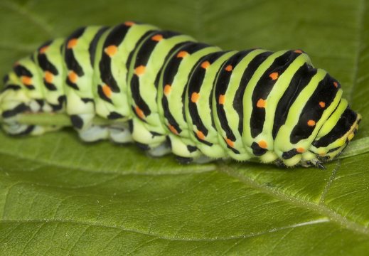 Papilio machaon caterpillar · machaonas, vikšras