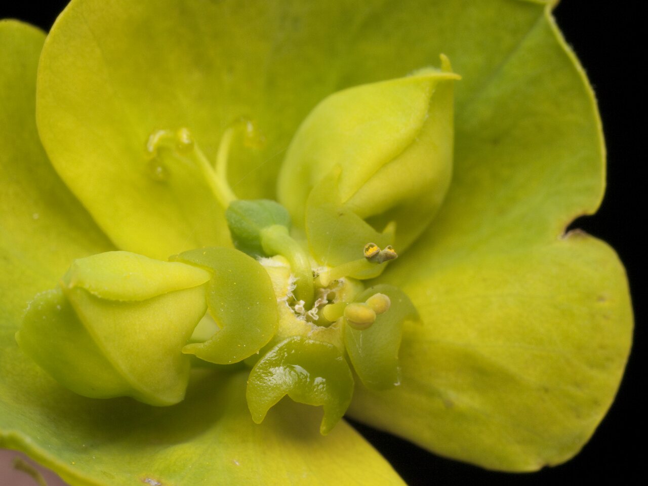 Euphorbia-cyparissias-0762.jpg