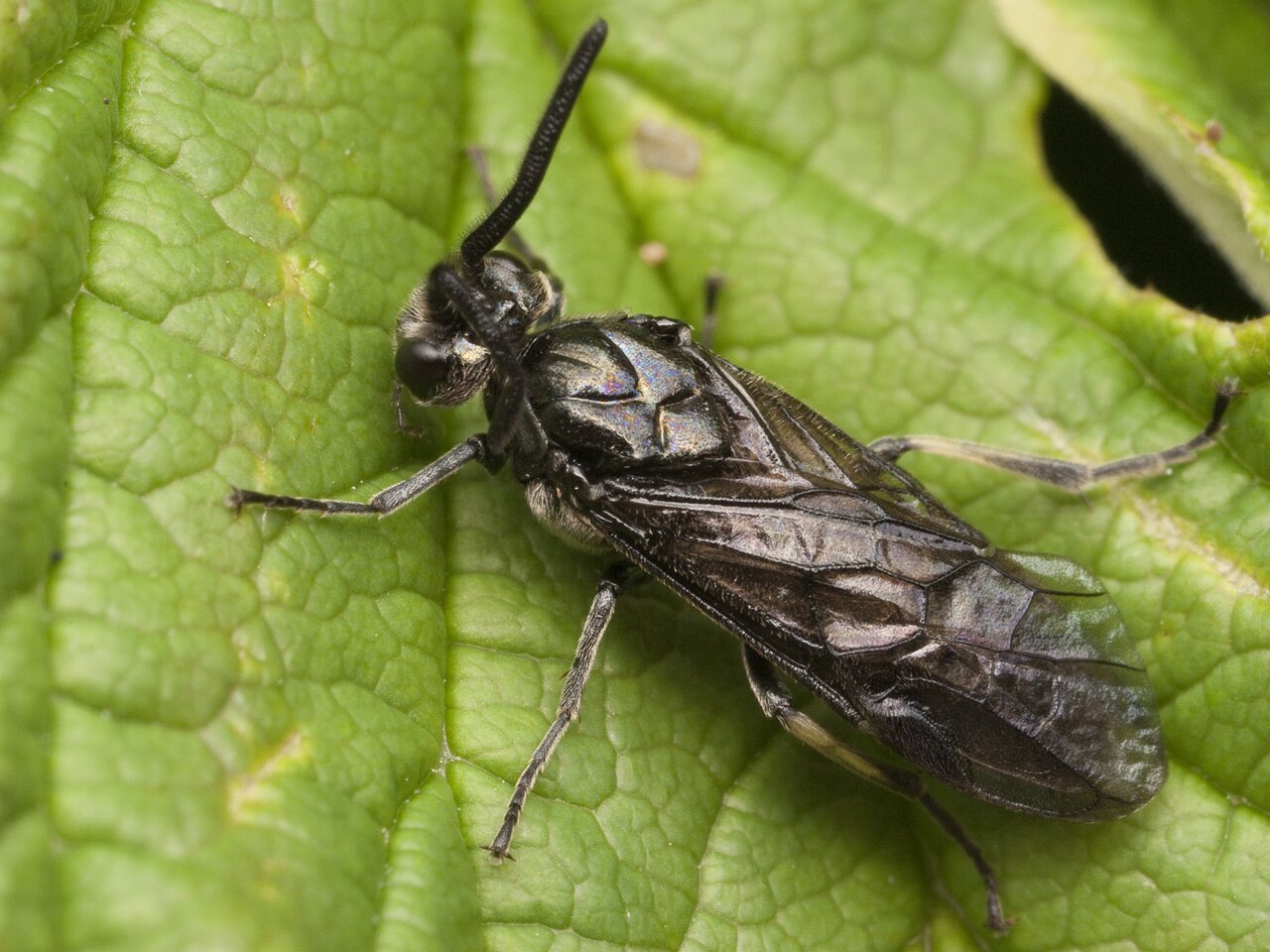 Hymenoptera-0780.jpg