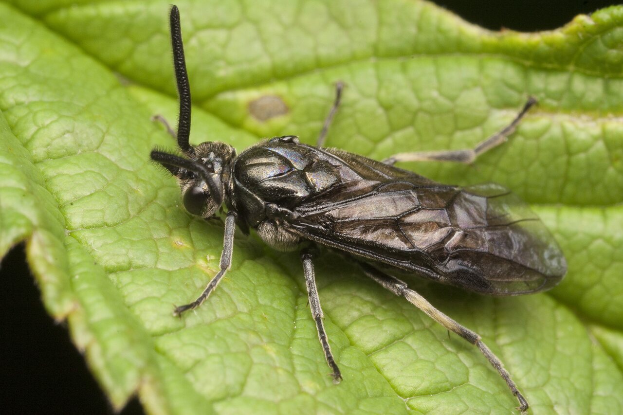 Hymenoptera-0781.jpg