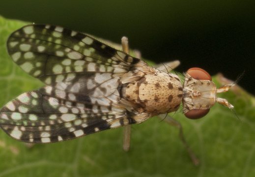 Trypetoptera punctulata · sraigžudė