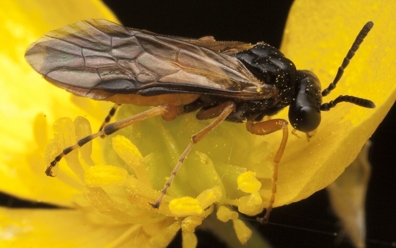 Hymenoptera-0795.jpg