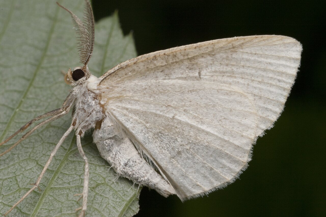 Lepidoptera-0982.jpg