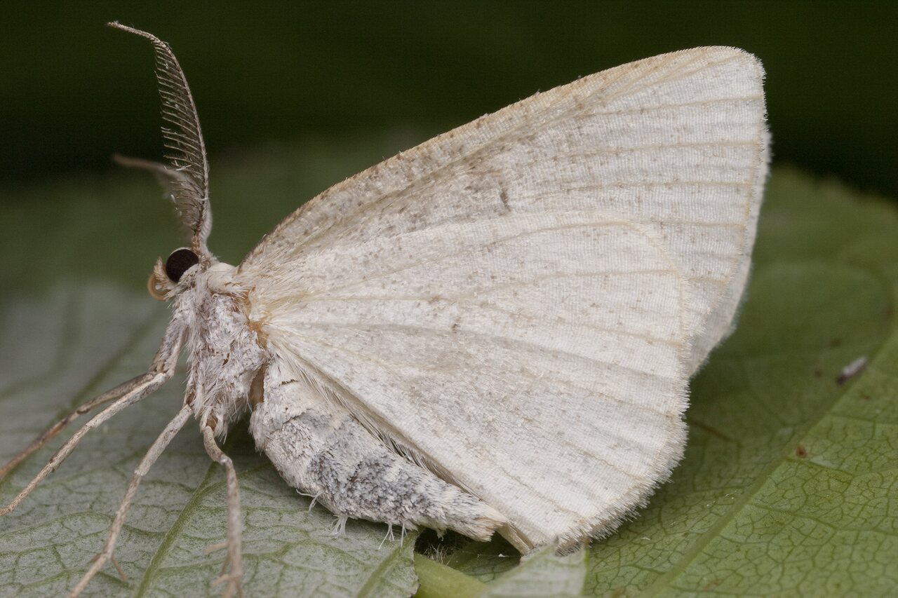Lepidoptera-0983.jpg
