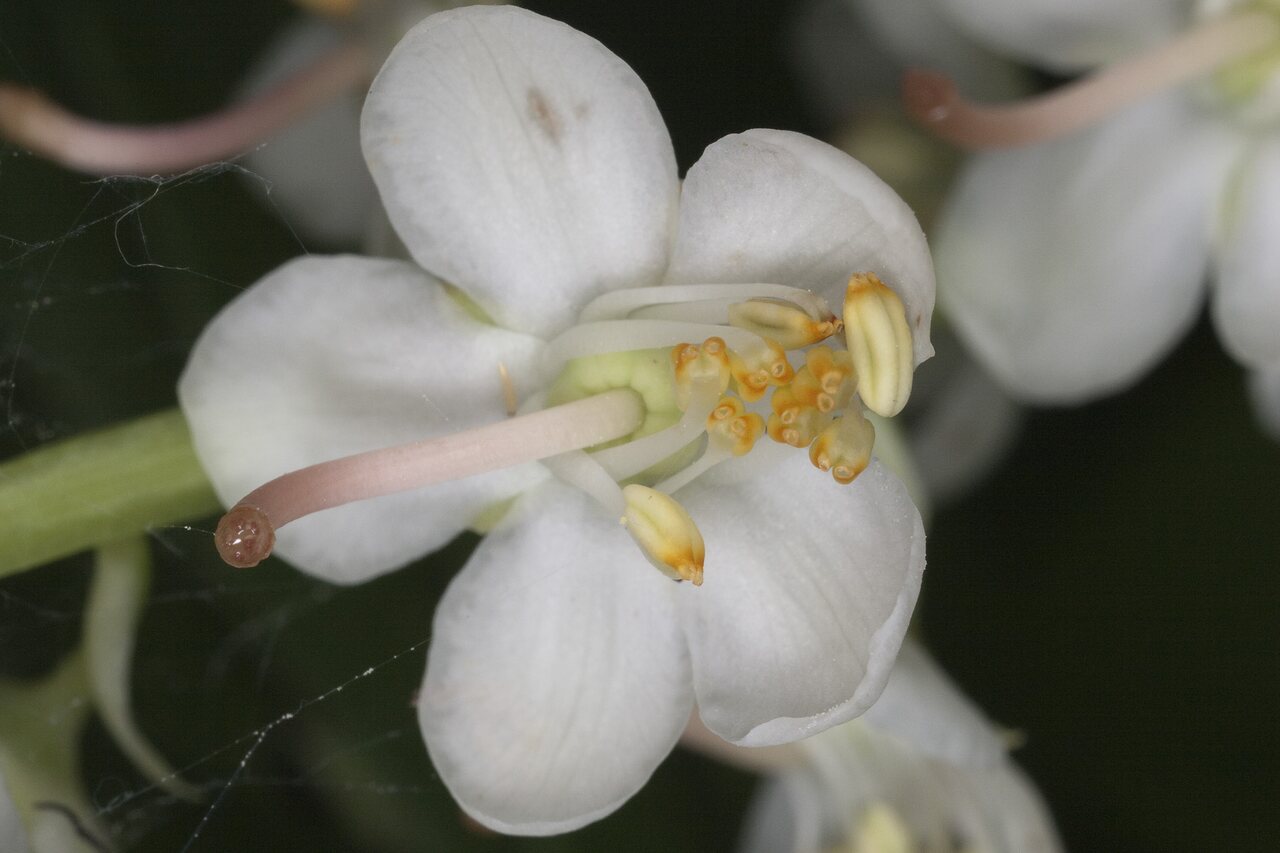 Pyrola-rotundifolia-1017.jpg