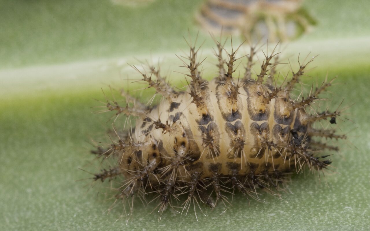 Subcoccinella vigintiquatuorpunctata larva · dvidešimtketurtaškė boružė, lerva