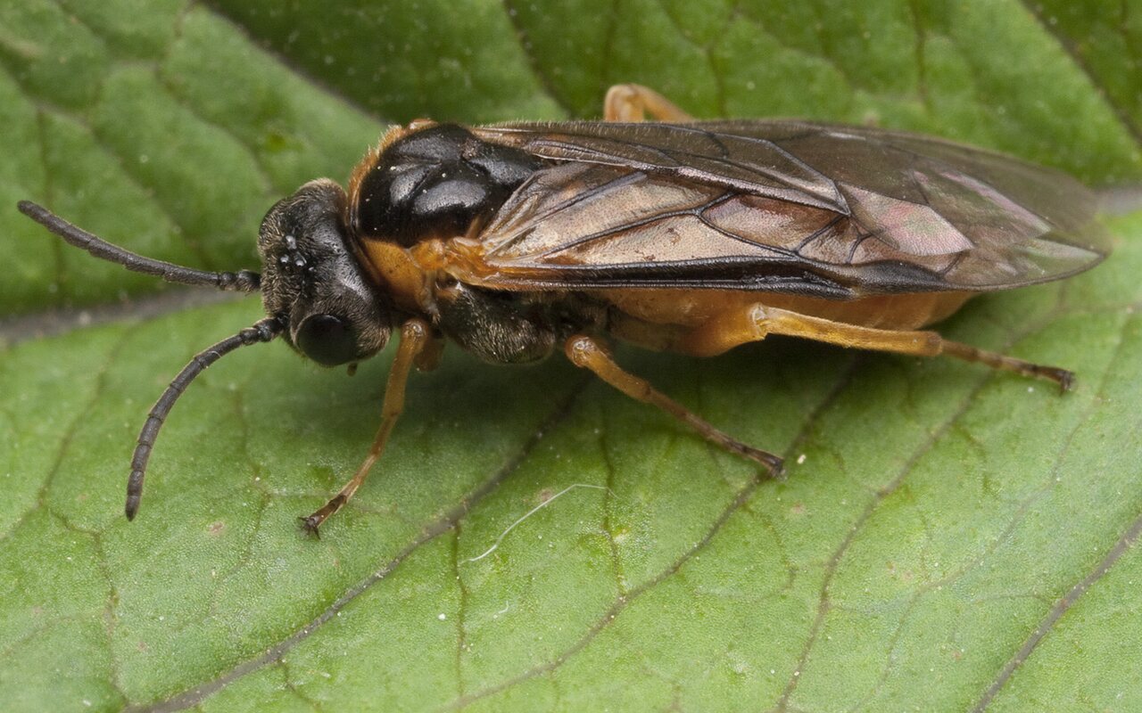 Hymenoptera-1030.jpg