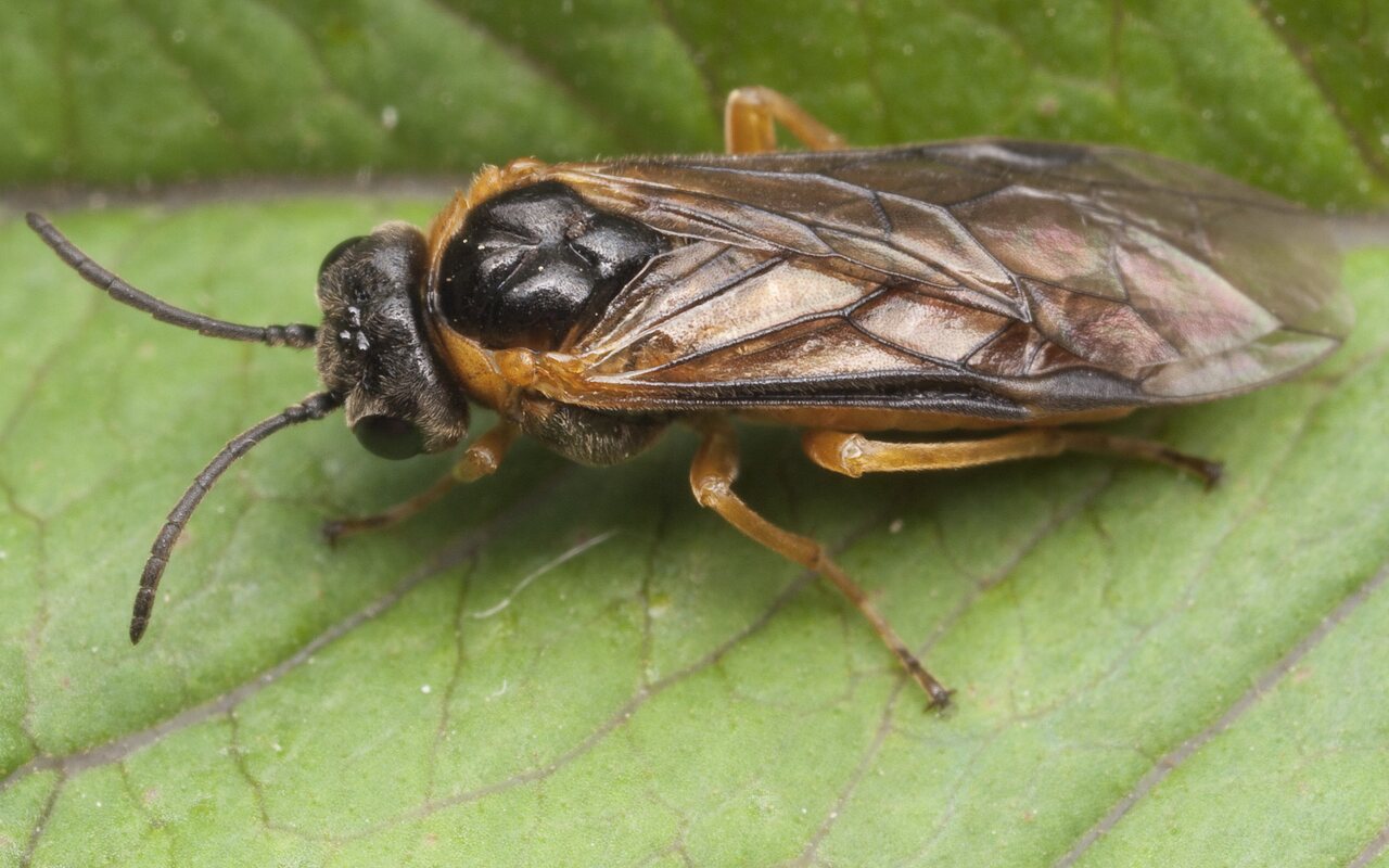 Hymenoptera-1032.jpg
