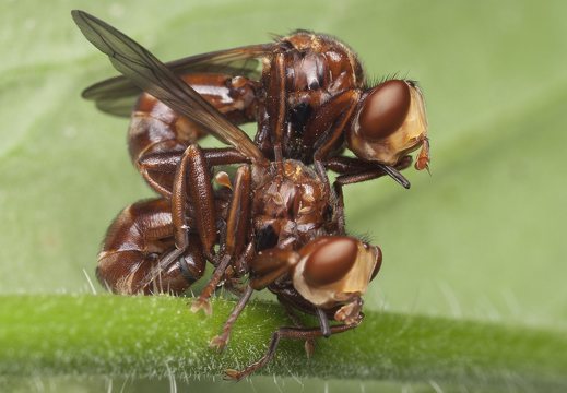 Sicus ferrugineus mating · lenktapilvės musės poruojasi