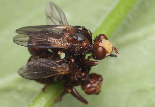 Sicus ferrugineus mating · lenktapilvės musės poruojasi