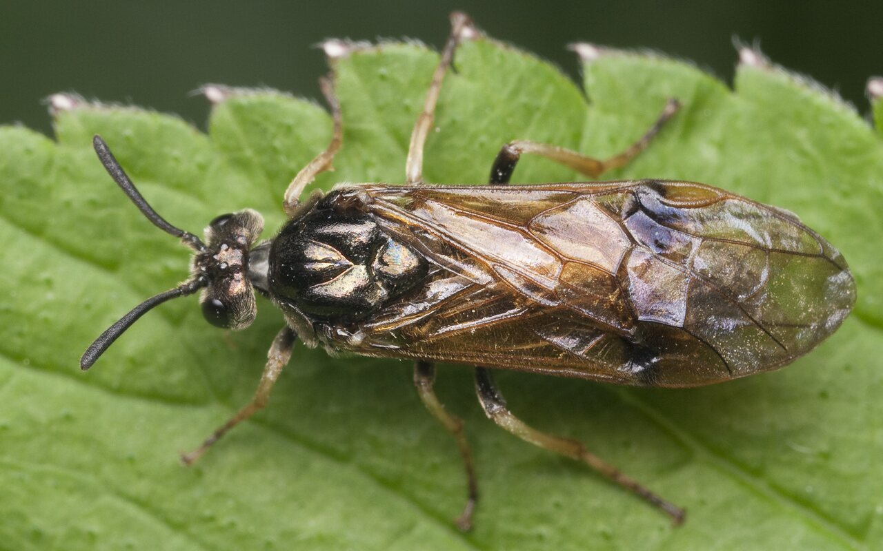 Hymenoptera-1083.jpg