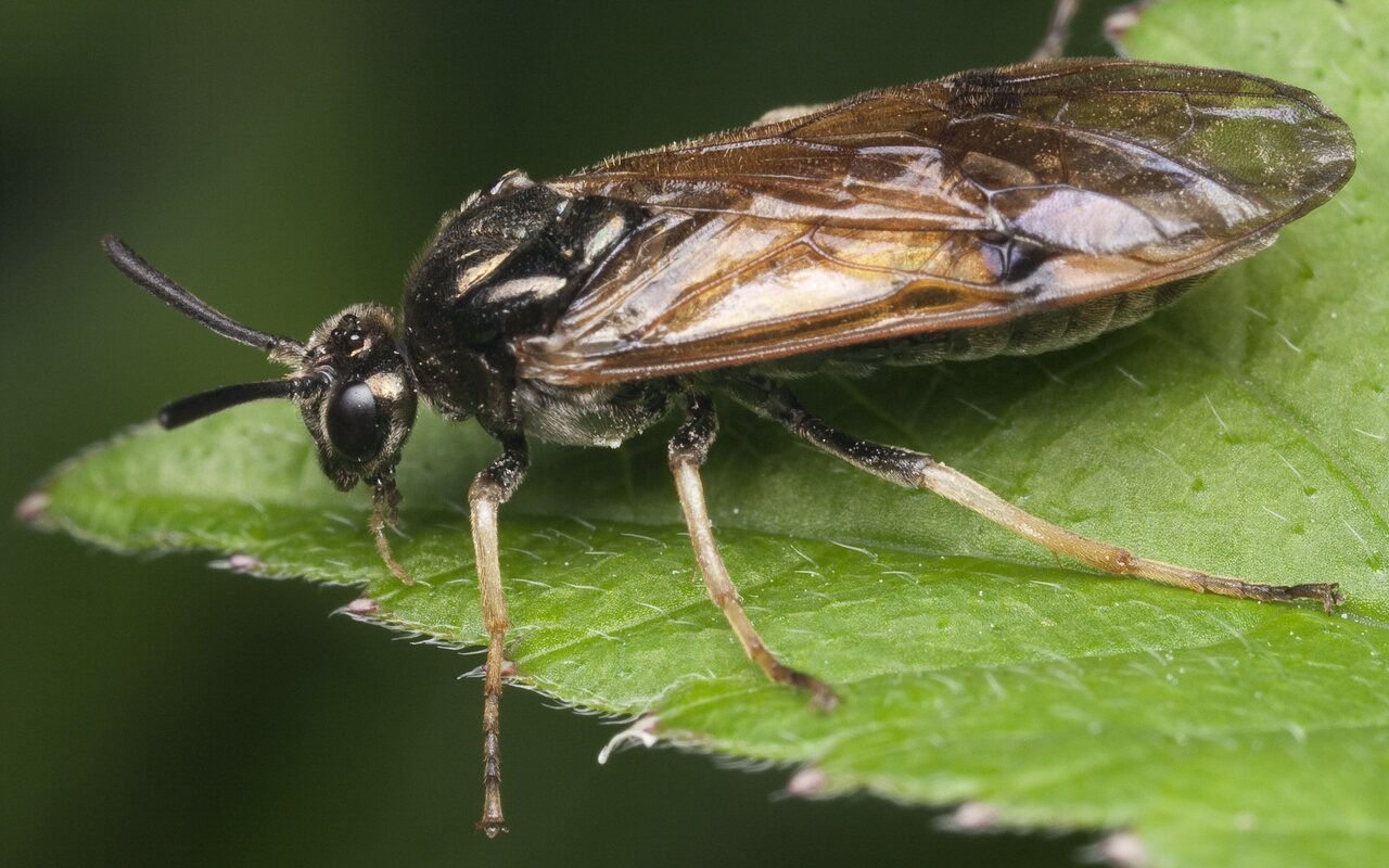 Hymenoptera-1084.jpg