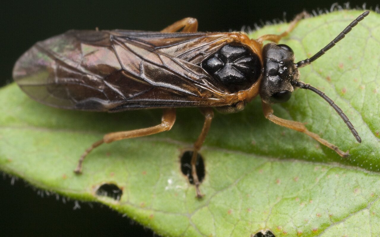 Hymenoptera-1088.jpg