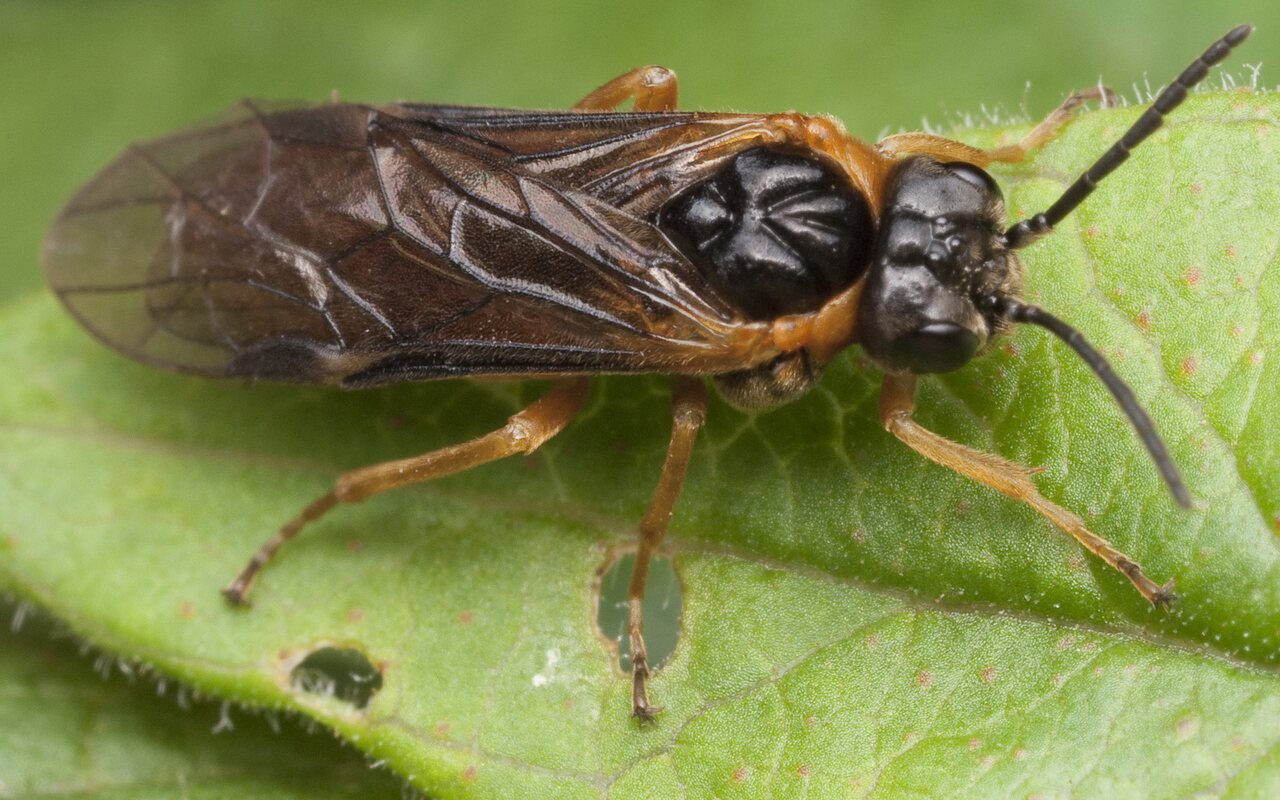 Hymenoptera-1089.jpg