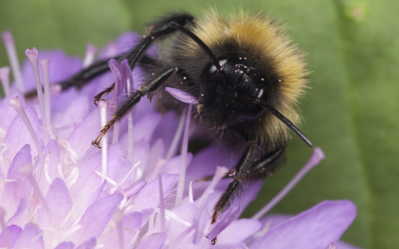 Apidae-1279.jpg