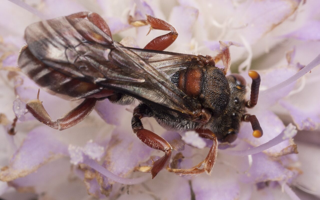 Hymenoptera-1289.jpg