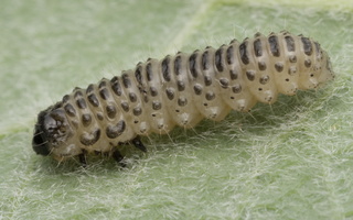 Pyrrhalta viburni larva · putininis aksominukas, lerva