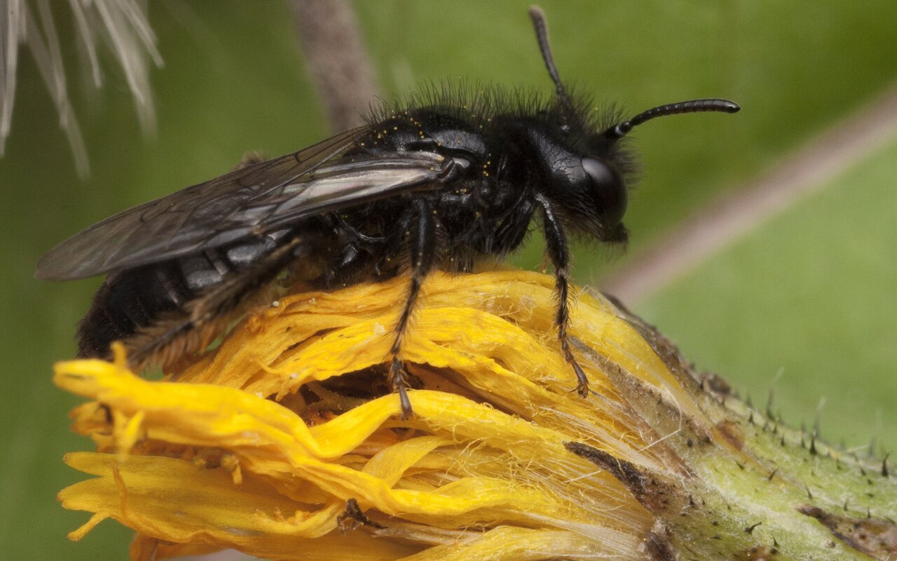 Hymenoptera-1468.jpg