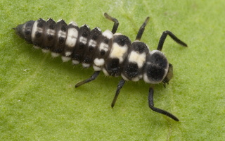 Propylaea quatuordecimpunctata larva · juodasiūlė boružė, lerva