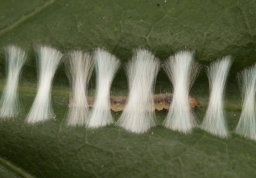 Ancylis mitterbacheriana caterpillar · ąžuolinis ancylis, vikšras