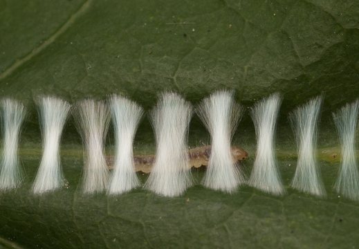 Ancylis mitterbacheriana caterpillar · ąžuolinis ancylis, vikšras