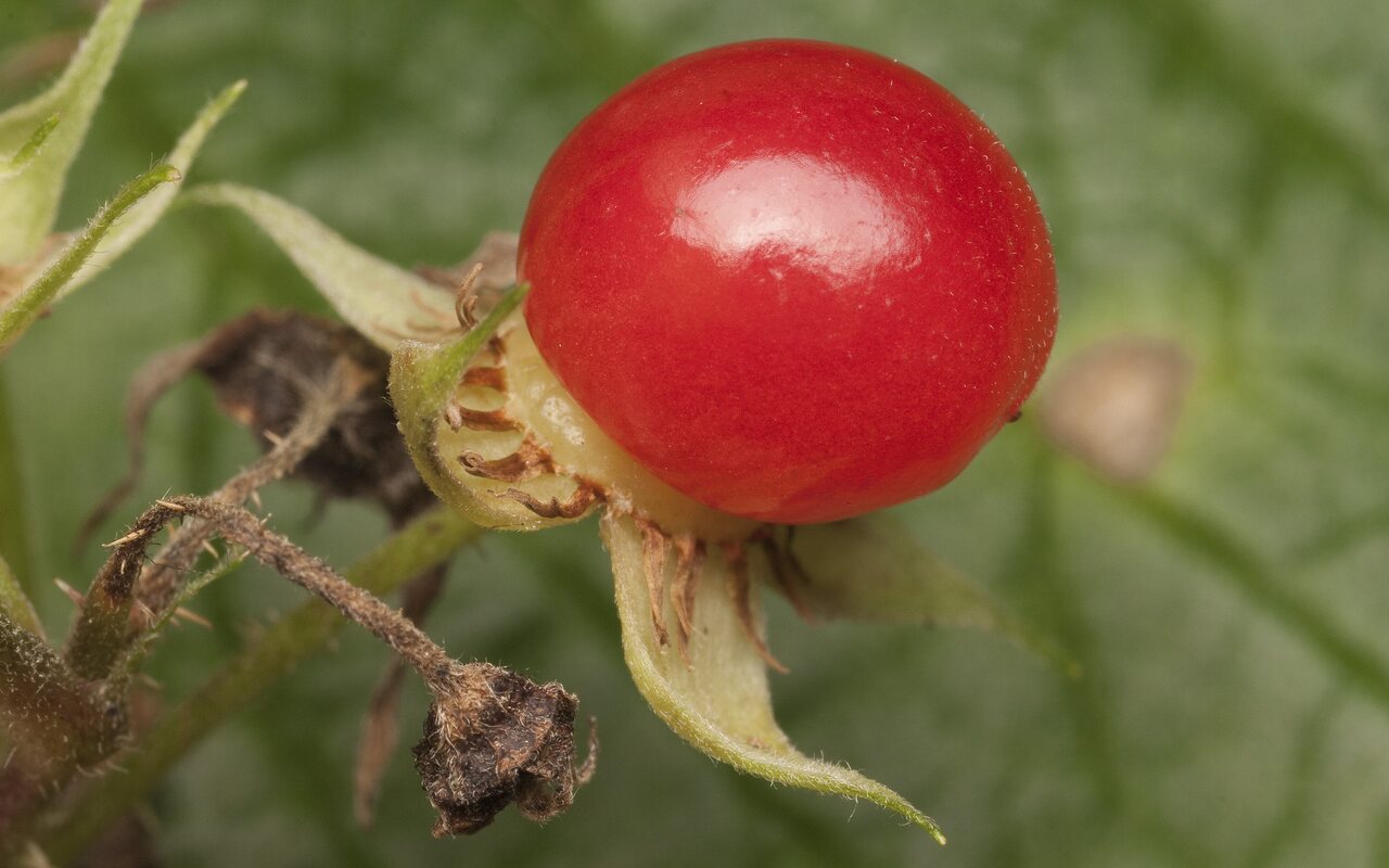 Rubus-saxatilis-1697.jpg