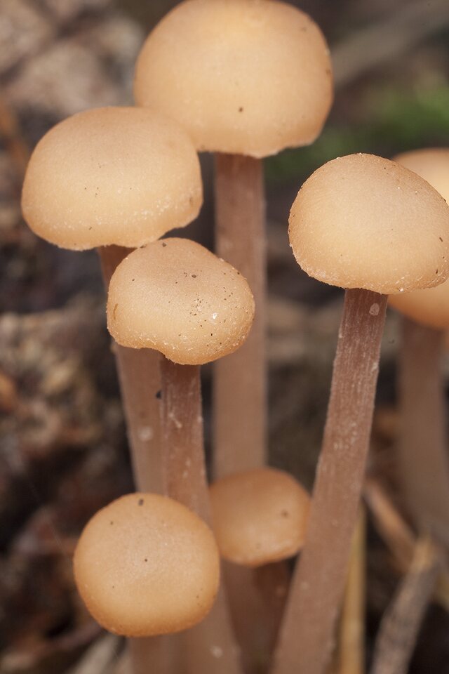 Fungi-1701.jpg