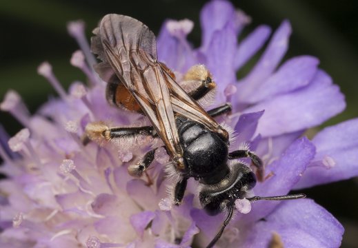 Andrena hattorfiana female · buožaininė smėliabitė ♀