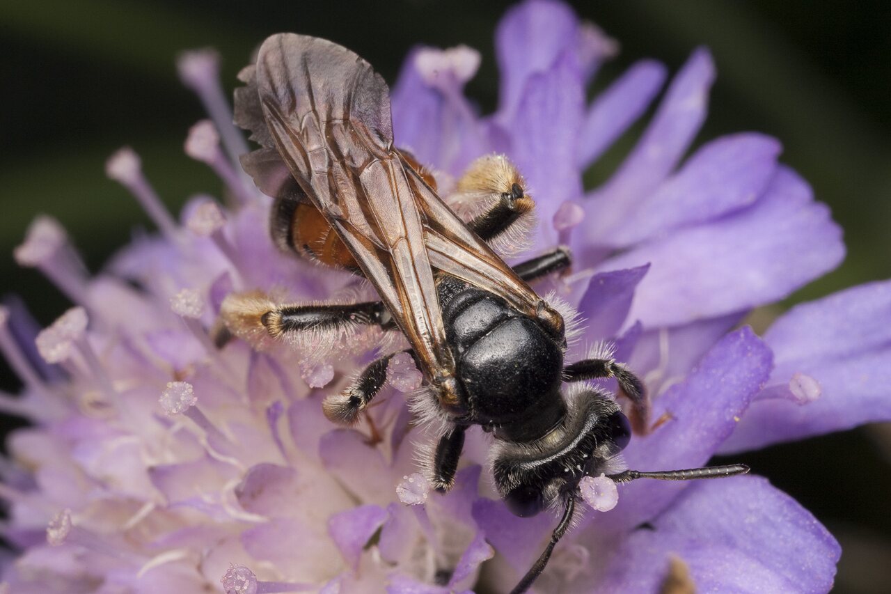 Apidae-1769.jpg