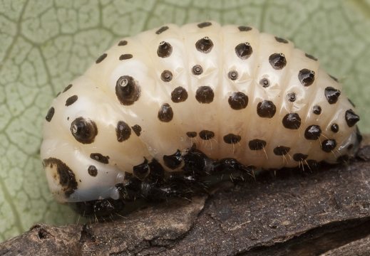 Chrysomela populi larva · tuopinis gluosninukas, lerva