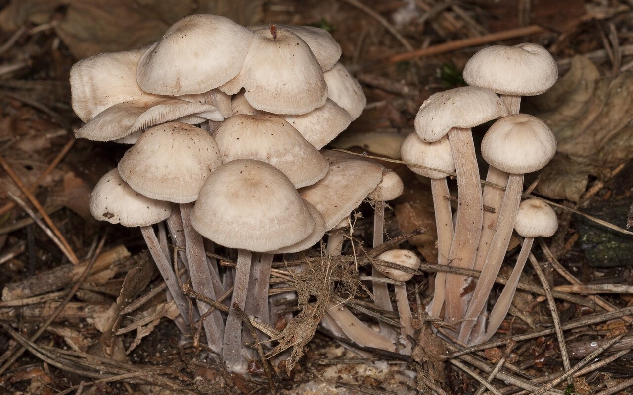 Fungi-1831.jpg